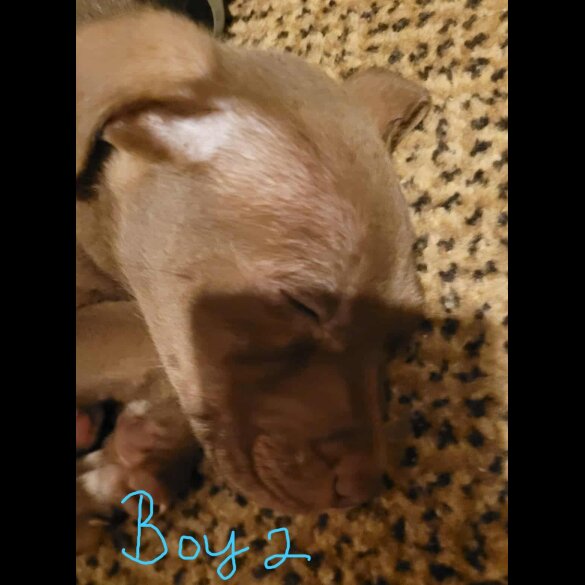 Mixed Breed - Dogs