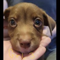 Mixed Breed - Dogs