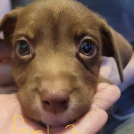 Mixed Breed - Dogs