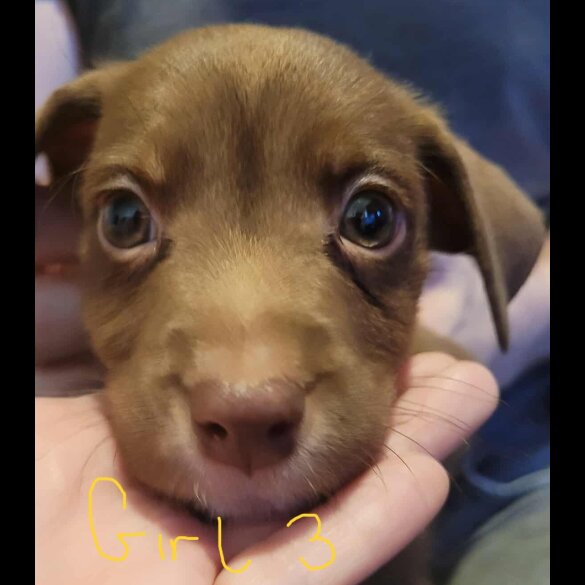 Mixed Breed - Dogs