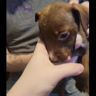 Mixed Breed - Dogs