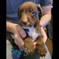 Mixed Breed - Dogs