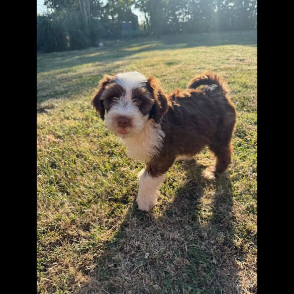 Tibetan Terrier - Bitches