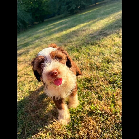 Tibetan Terrier - Bitches
