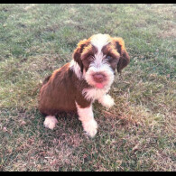 Tibetan Terrier - Bitches