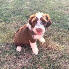 Tibetan Terrier - Bitches