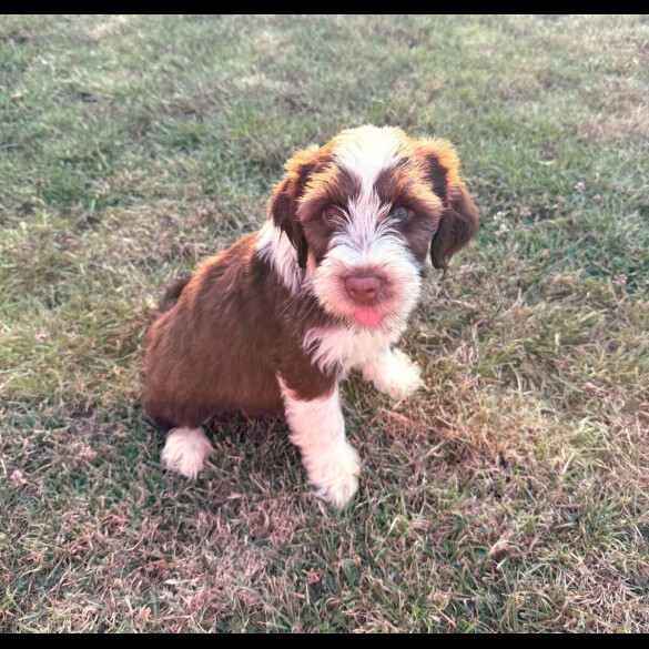 Tibetan Terrier - Bitches