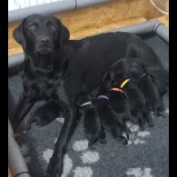 Labrador Retriever - Both
