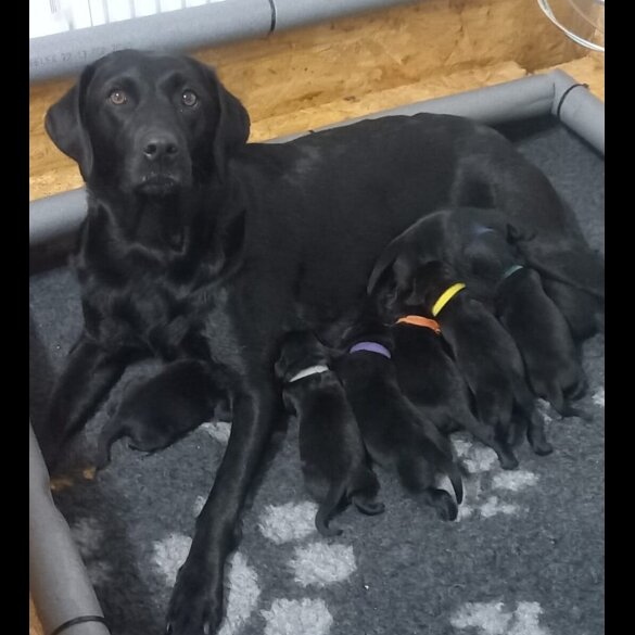 Labrador Retriever - Both
