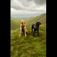 Labrador Retriever - Both