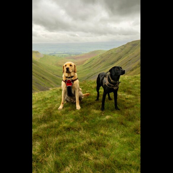 Labrador Retriever - Both