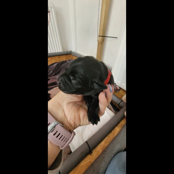 Labrador Retriever - Both