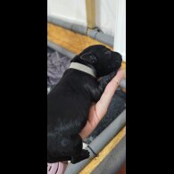 Labrador Retriever - Both