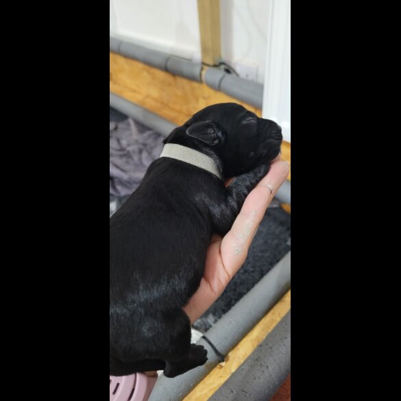 Labrador Retriever - Both