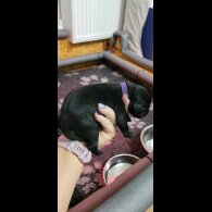 Labrador Retriever - Both
