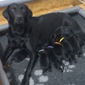 Labrador Retriever - Both