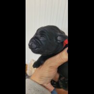 Labrador Retriever - Both