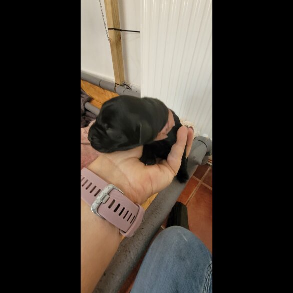 Labrador Retriever - Both