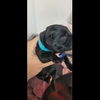 Labrador Retriever - Both