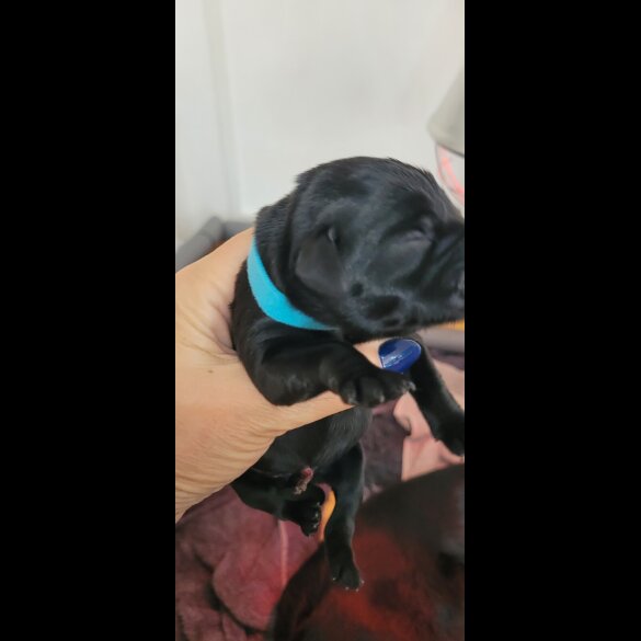 Labrador Retriever - Both