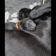 Labrador Retriever - Both