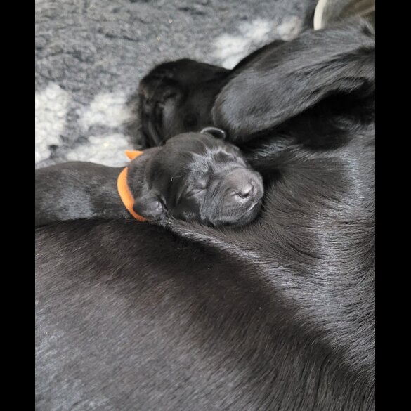 Labrador Retriever - Both