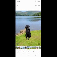 Labrador Retriever - Both