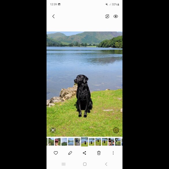 Labrador Retriever - Both