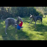 Whippet - Both