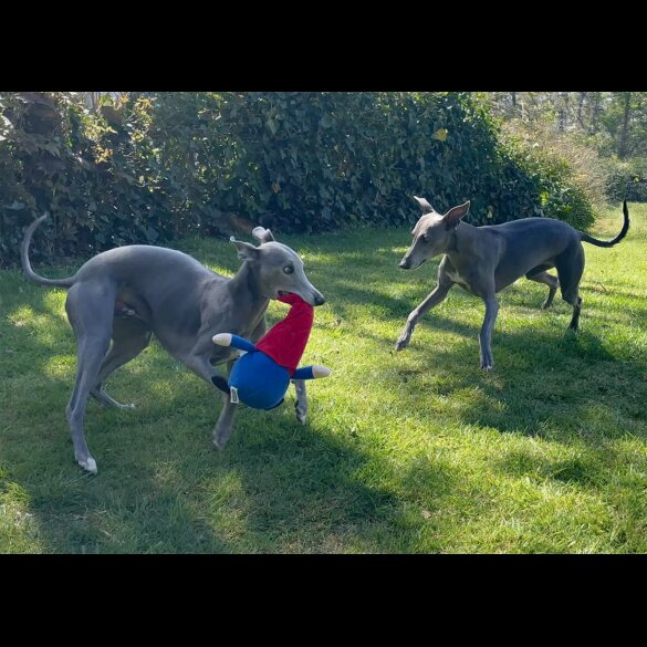 Whippet - Both