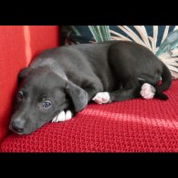 Whippet - Both