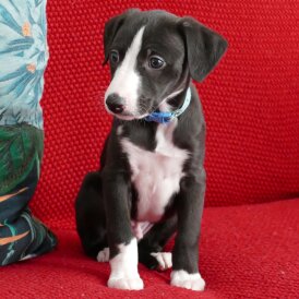 Whippet - Both