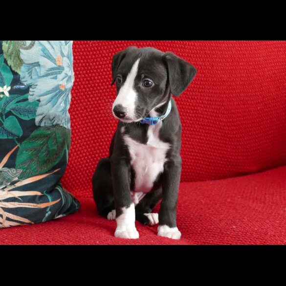 Whippet - Both