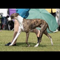 Whippet - Both
