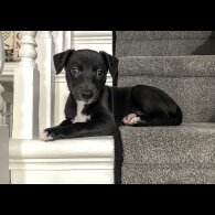 Whippet - Both