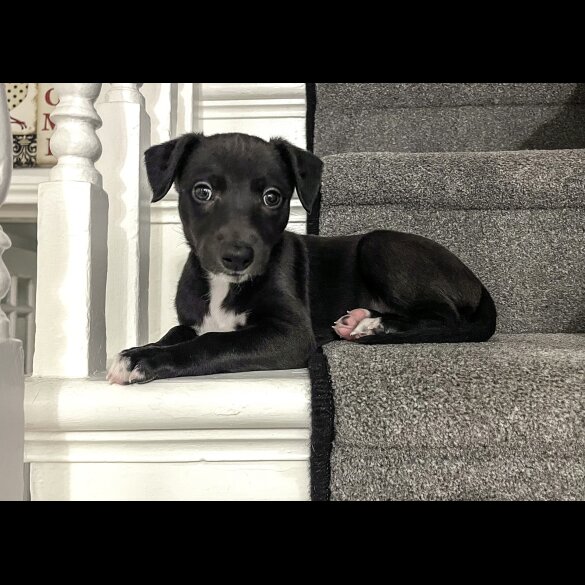 Whippet - Both