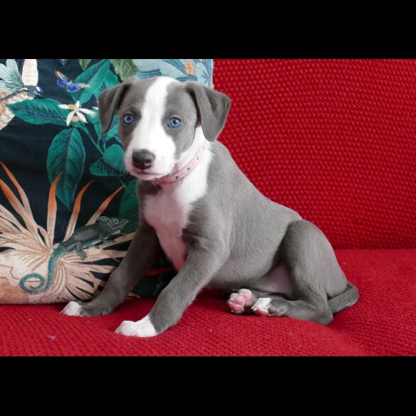 Whippet - Both