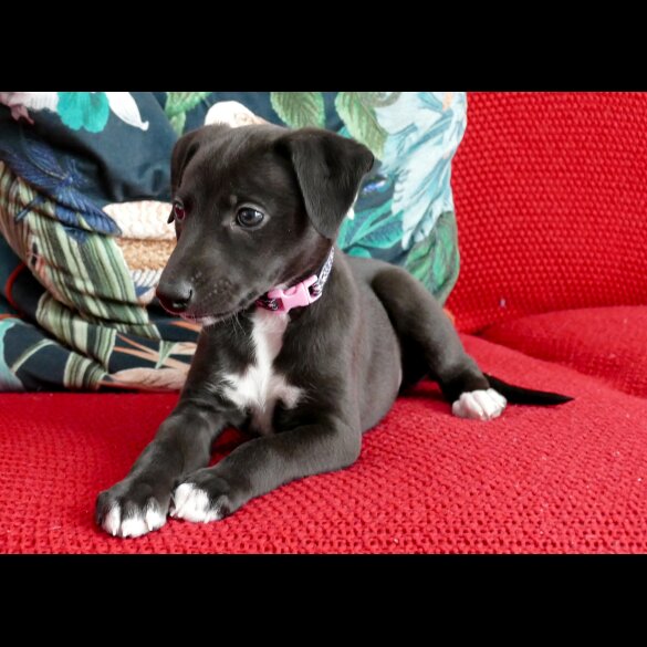 Whippet - Both