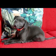 Whippet - Both