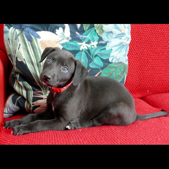 Whippet - Both