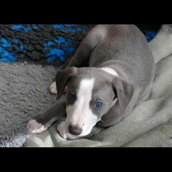 Whippet - Both