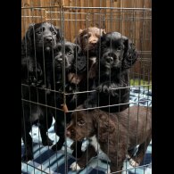 Cocker Spaniel (Working &amp; Show) - Both