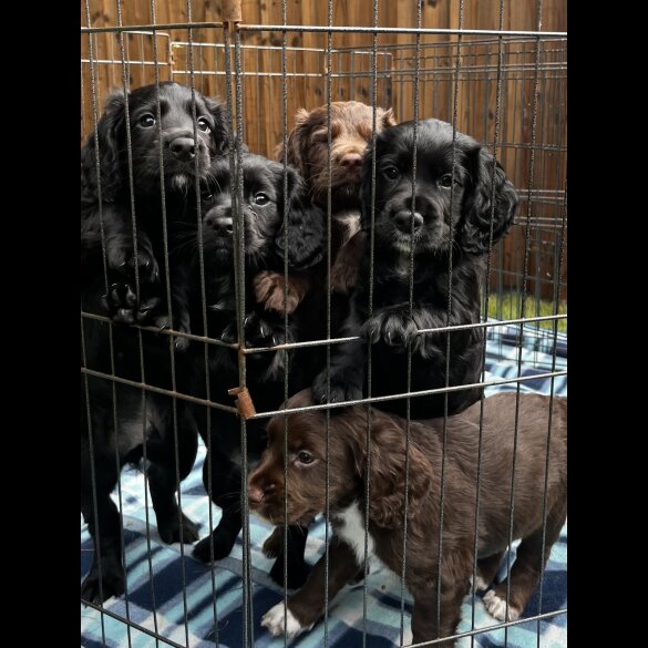 Cocker Spaniel (Working &amp; Show) - Both