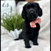 Cocker Spaniel (Working &amp; Show) - Both