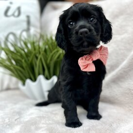 Cocker Spaniel (Working &amp; Show) - Both
