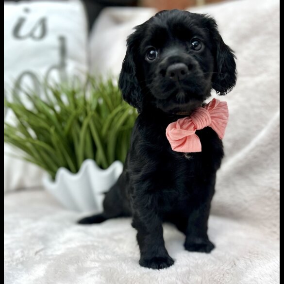 Cocker Spaniel (Working &amp; Show) - Both