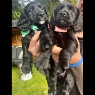 Cocker Spaniel (Working &amp; Show) - Both