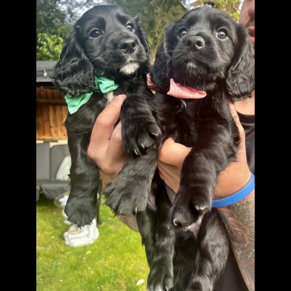 Cocker Spaniel (Working &amp; Show) - Both