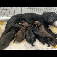 Cocker Spaniel (Working &amp; Show) - Both