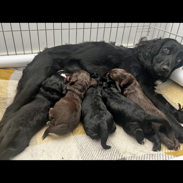 Cocker Spaniel (Working &amp; Show) - Both